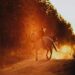 Captivating shot of a woman horseback riding on a dusty trail during sunset, capturing motion and outdoor beauty.